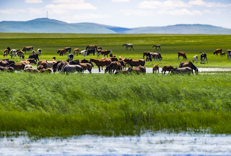 畅游内蒙古，草原浪漫之旅🌄🐏